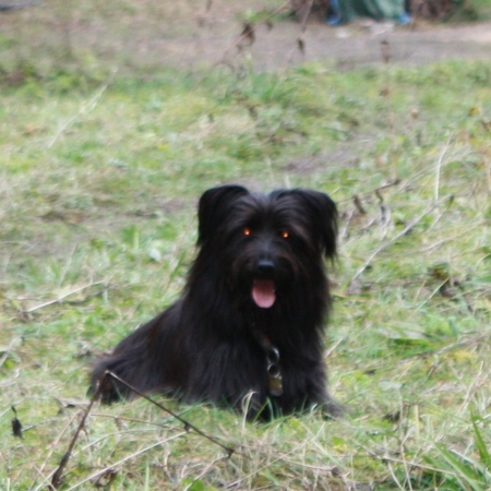 Hundetreffen 2010 im Allgäu (8)
